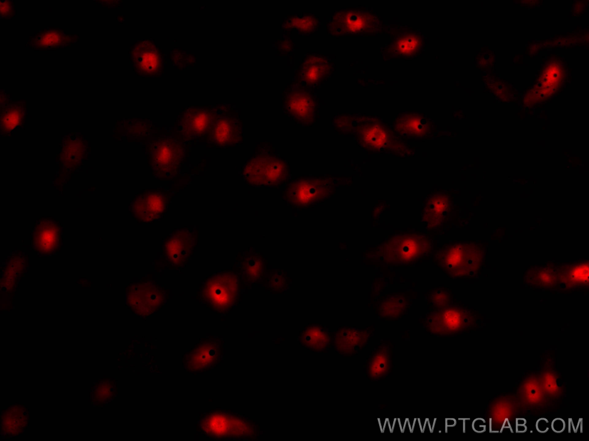 Immunofluorescence (IF) / fluorescent staining of rat brain tissue using CoraLite®594-conjugated NeuN Polyclonal antibody (CL594-26975)