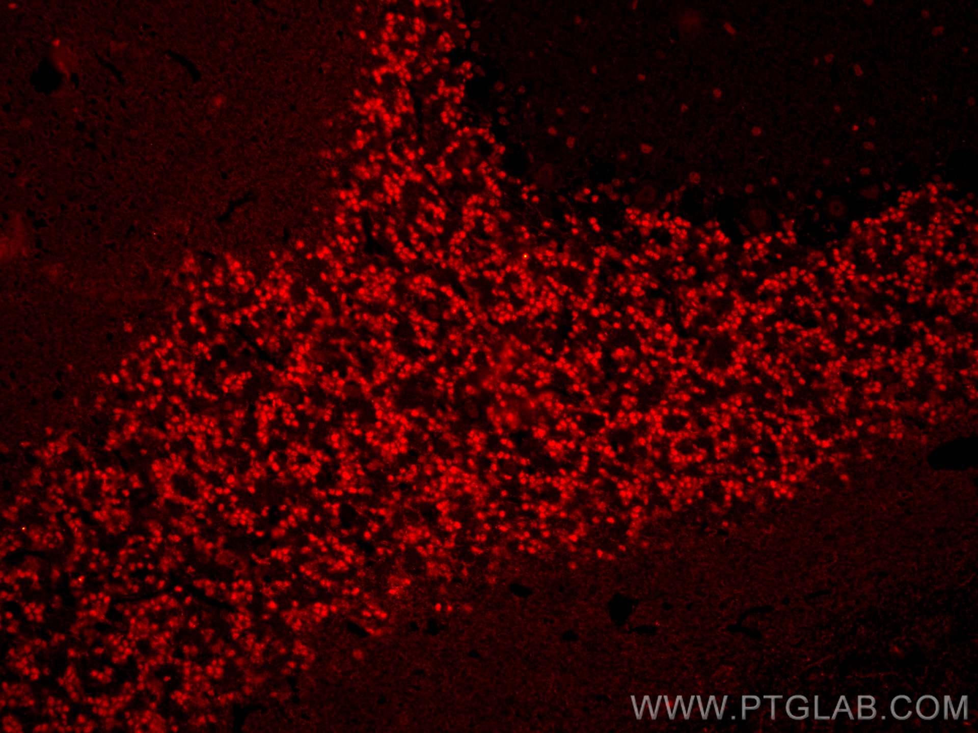 Immunofluorescence (IF) / fluorescent staining of mouse cerebellum tissue using CoraLite®594-conjugated NeuN Monoclonal antibody (CL594-66836)
