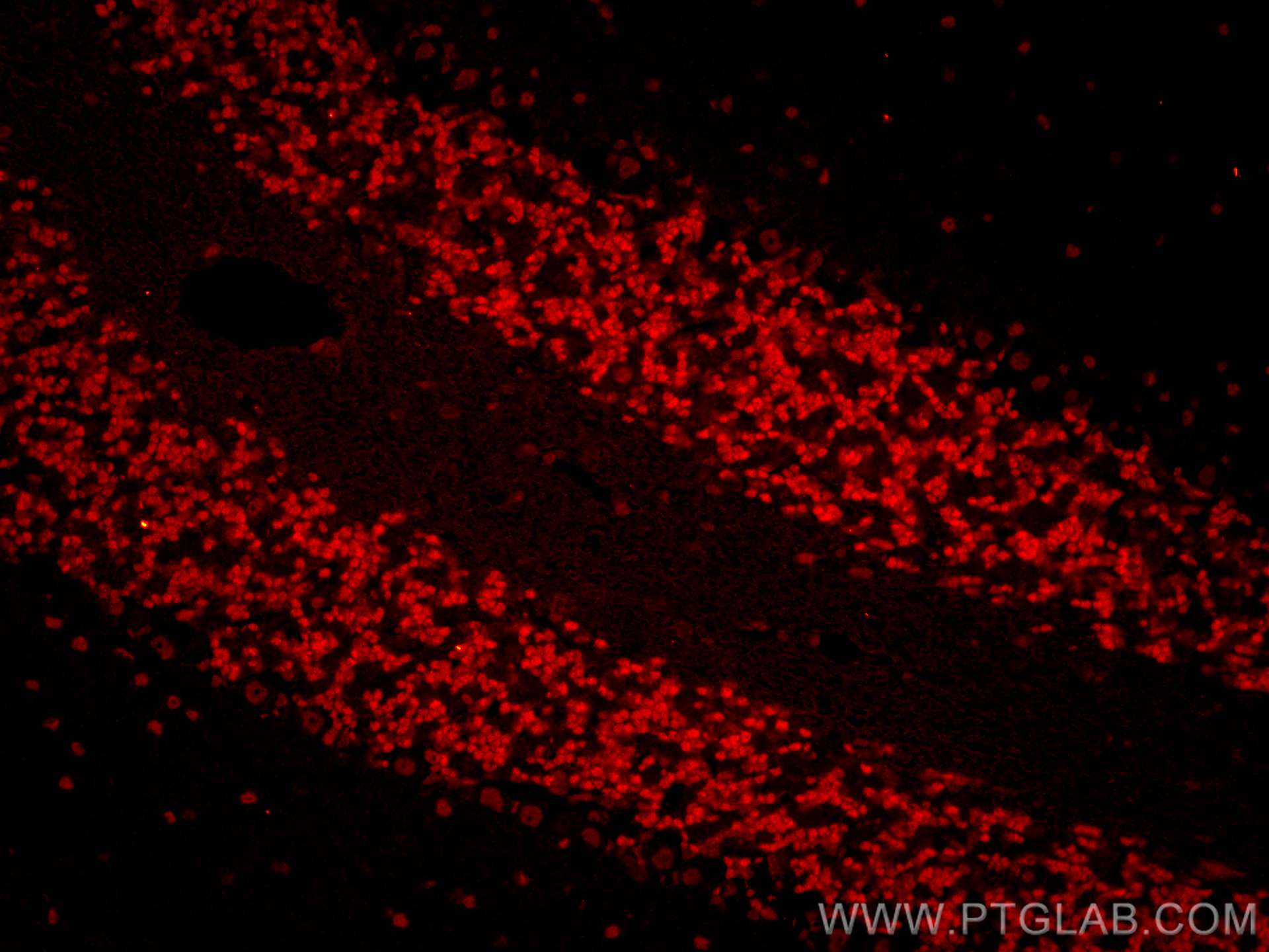 Immunofluorescence (IF) / fluorescent staining of mouse cerebellum tissue using CoraLite®594-conjugated NeuN Monoclonal antibody (CL594-66836)