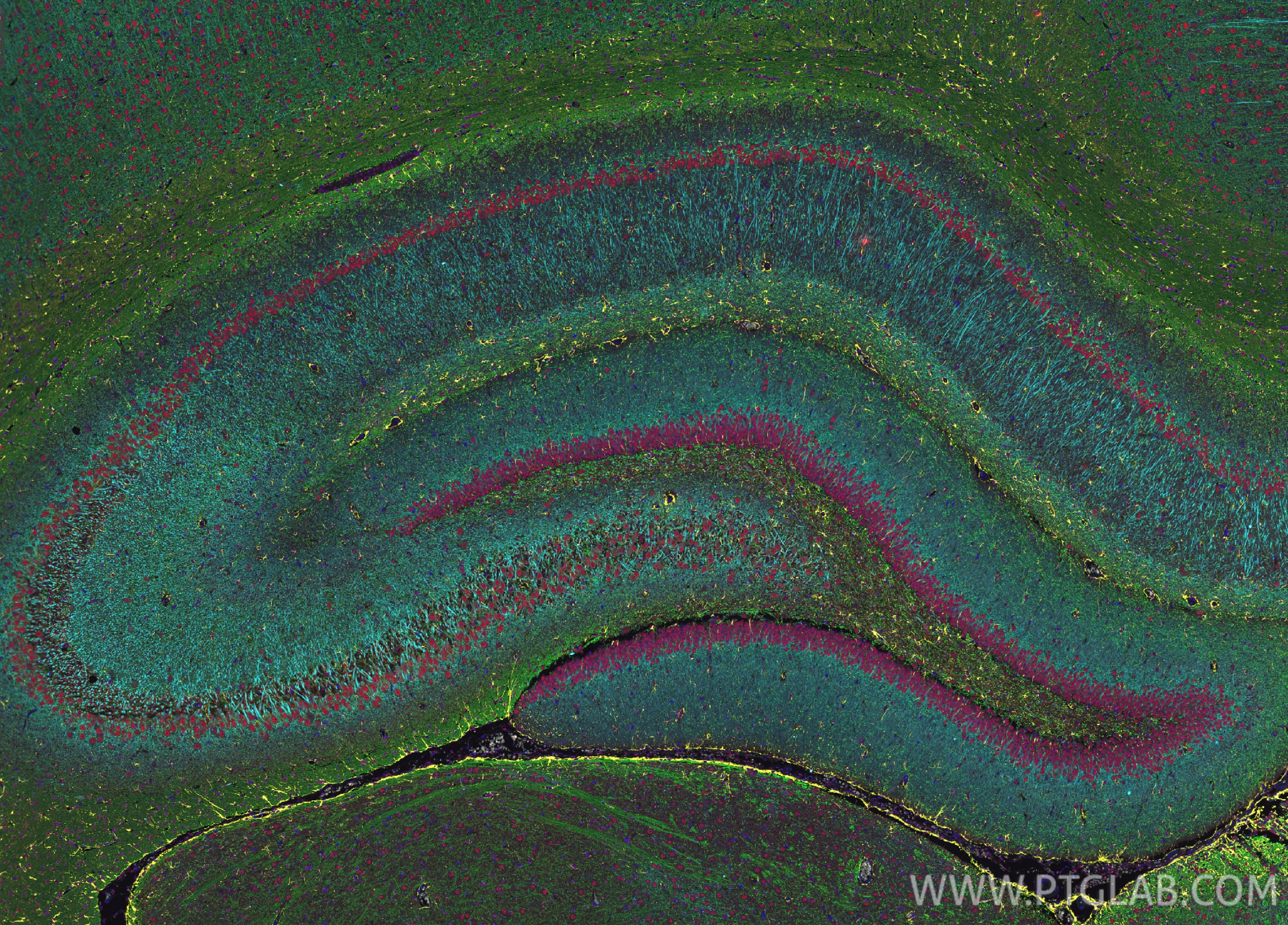 Immunofluorescence (IF) / fluorescent staining of rat brain tissue using CoraLite®594-conjugated NeuN Monoclonal antibody (CL594-66836)
