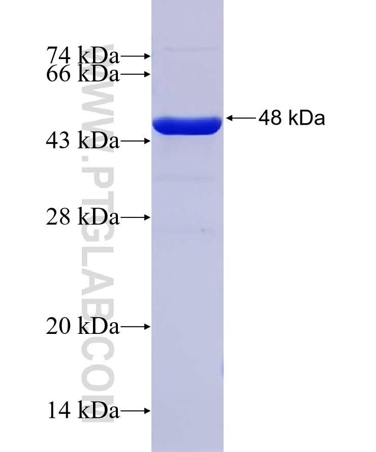 NeuN fusion protein Ag25689 SDS-PAGE