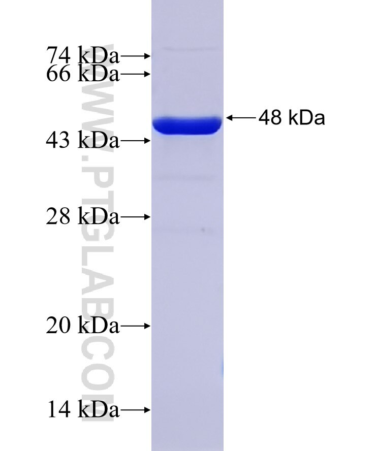 NeuN fusion protein Ag25689 SDS-PAGE