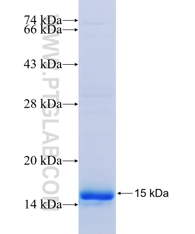 NeuN fusion protein Ag19914 SDS-PAGE