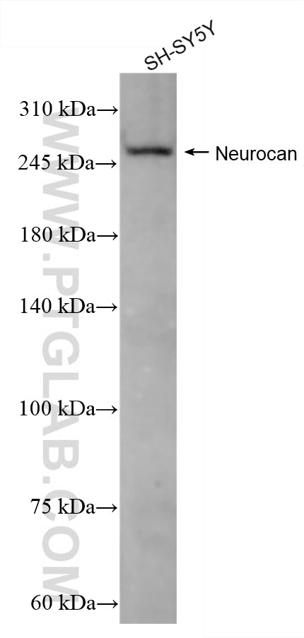 Western Blot (WB) analysis of SH-SY5Y cells using Neurocan Recombinant antibody (86279-1-RR)
