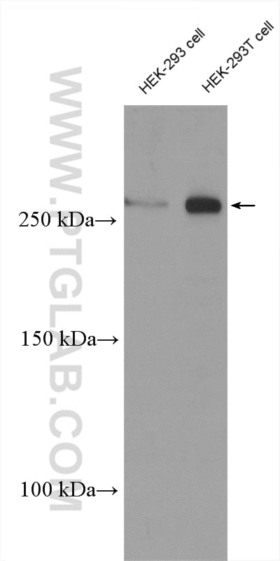 Western Blot (WB) analysis of various lysates using Neurofibromin 1 Polyclonal antibody (27249-1-AP)