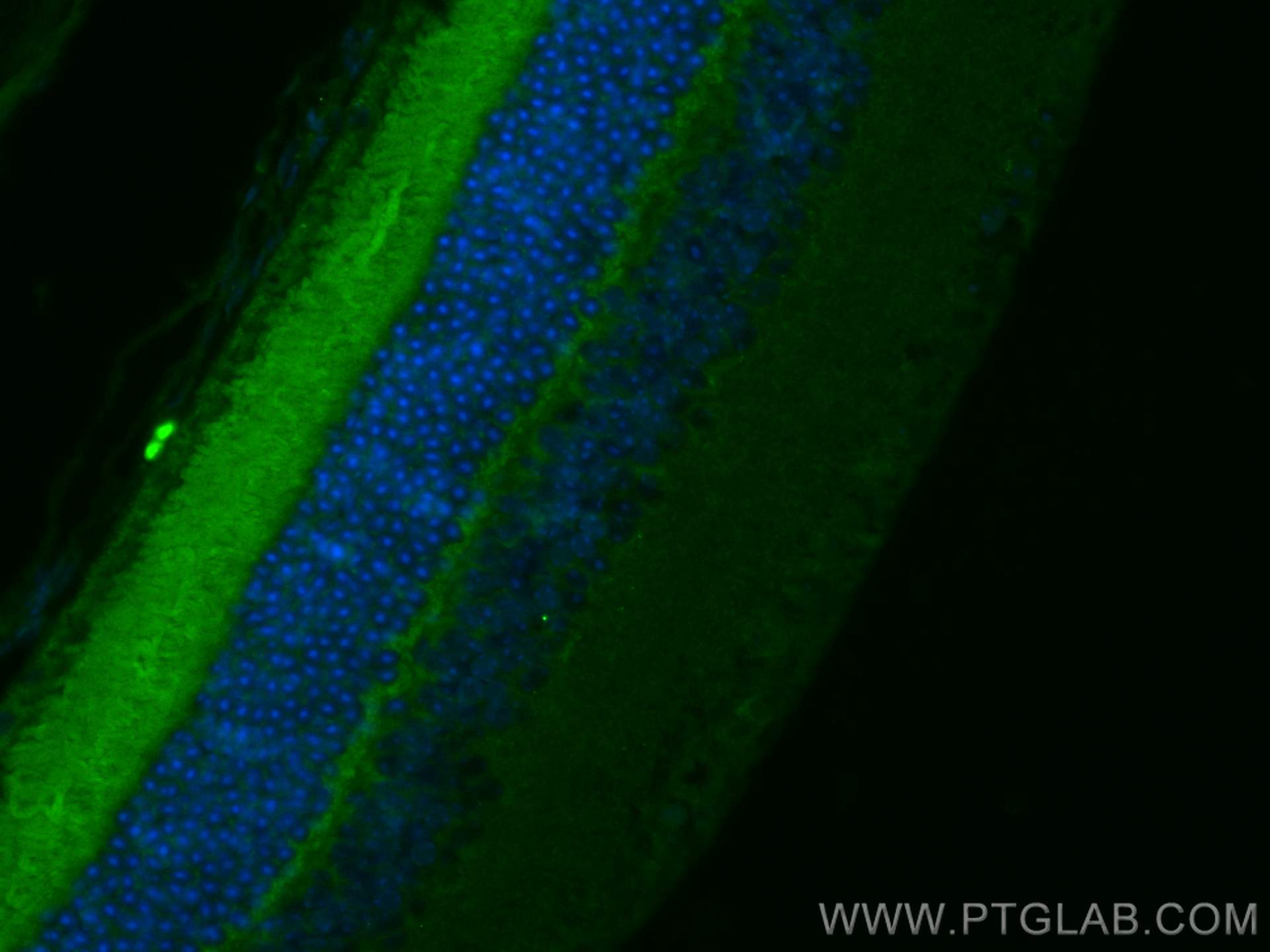 Immunofluorescence (IF) / fluorescent staining of mouse eye tissue using CoraLite® Plus 488-conjugated Neuropeptide Y Polyc (CL488-12833)