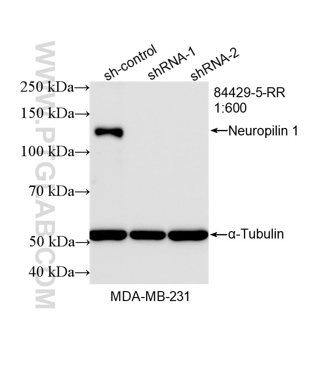 WB analysis of MDA-MB-231 using 84429-5-RR (same clone as 84429-5-PBS) Western Blot (WB) analysis of MDA-MB-231 cells using Neuropilin 1/CD304 Recombinant monoclonal antibody (84429-5-RR)