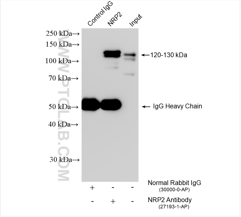 Immunoprecipitation (IP) experiment of U-87 MG cells using Neuropilin 2 Polyclonal antibody (27193-1-AP)