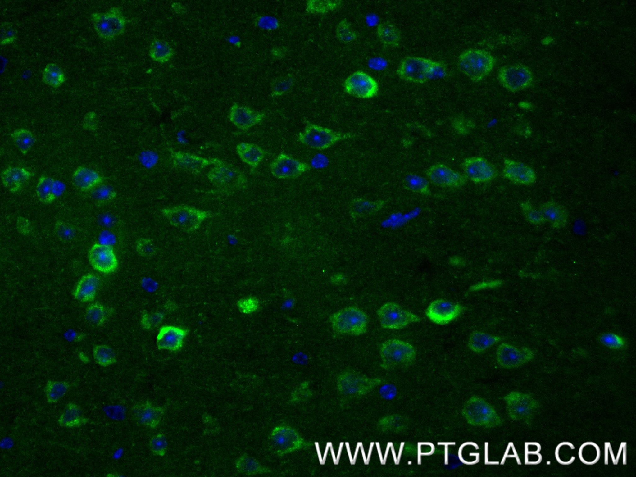 Immunofluorescence (IF) / fluorescent staining of mouse brain tissue using Neuroserpin Recombinant monoclonal antibody (85923-1-RR)