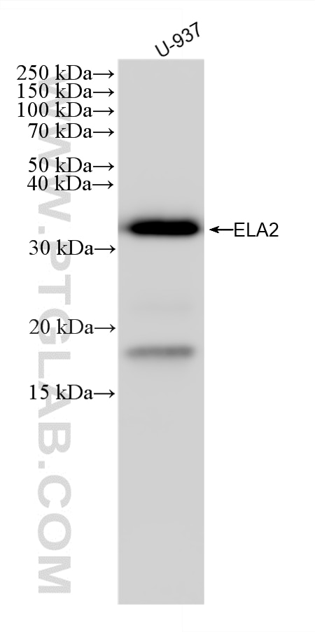WB analysis of U-937 using 85965-5-RR Western Blot (WB) analysis of U-937 cells using Neutrophil Elastase Recombinant monoclonal antibod (85965-5-RR)