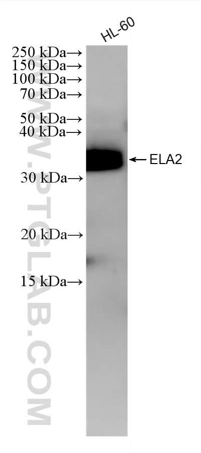 85965-5-RR