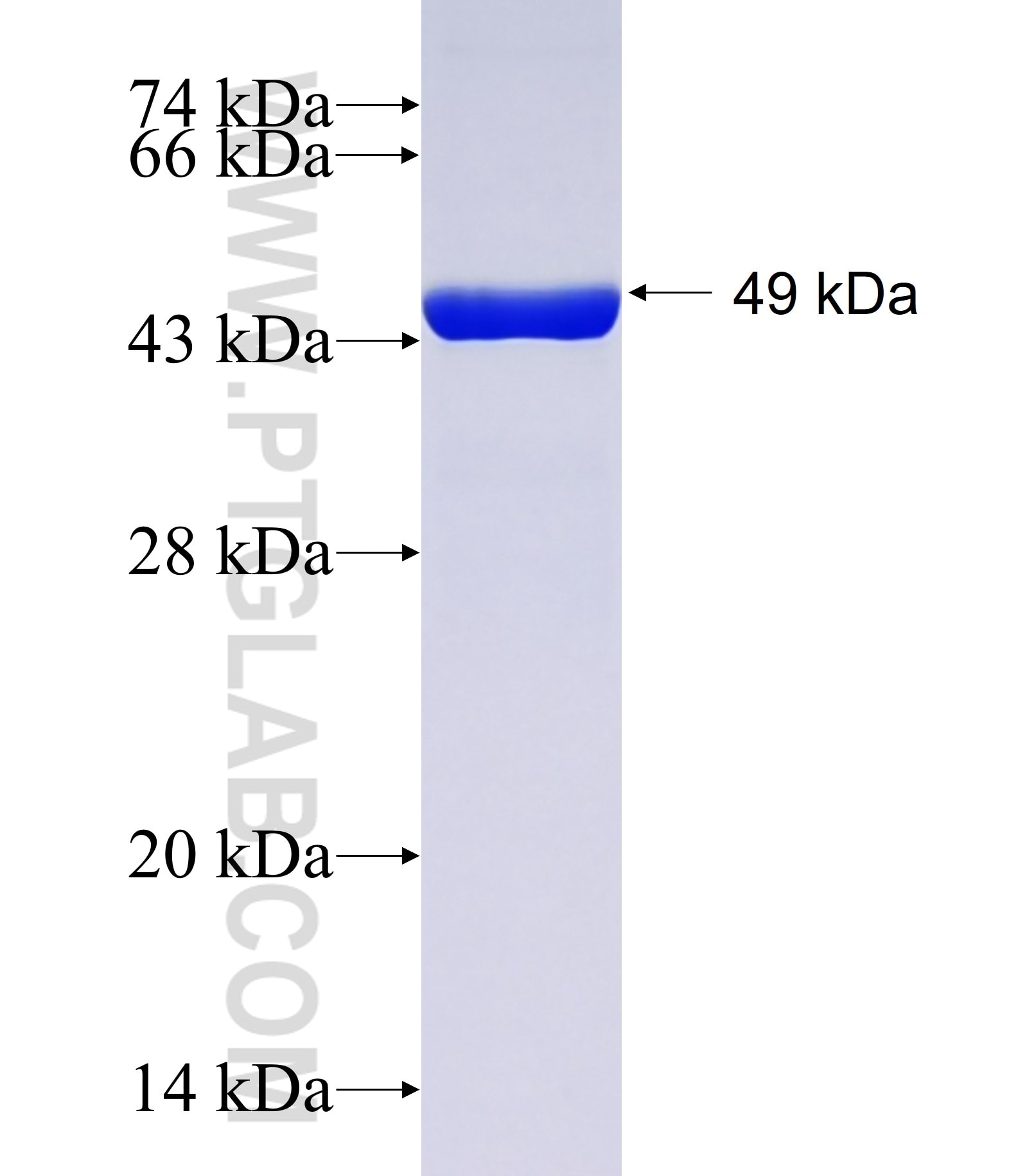 Nfe2l2 fusion protein Ag39859 SDS-PAGE