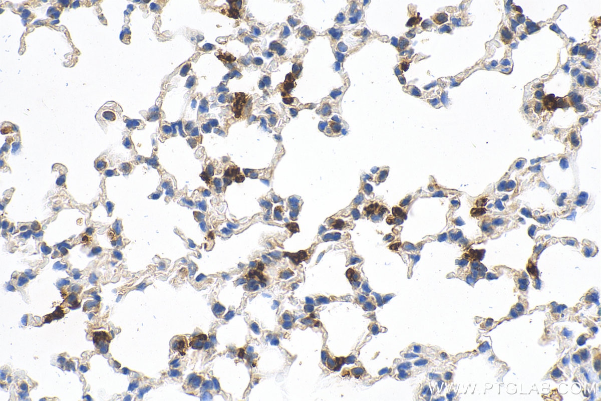 Immunohistochemistry (IHC) staining of mouse lung tissue using mouse Lipocalin-2/Ngal Polyclonal antibody (30576-1-AP)