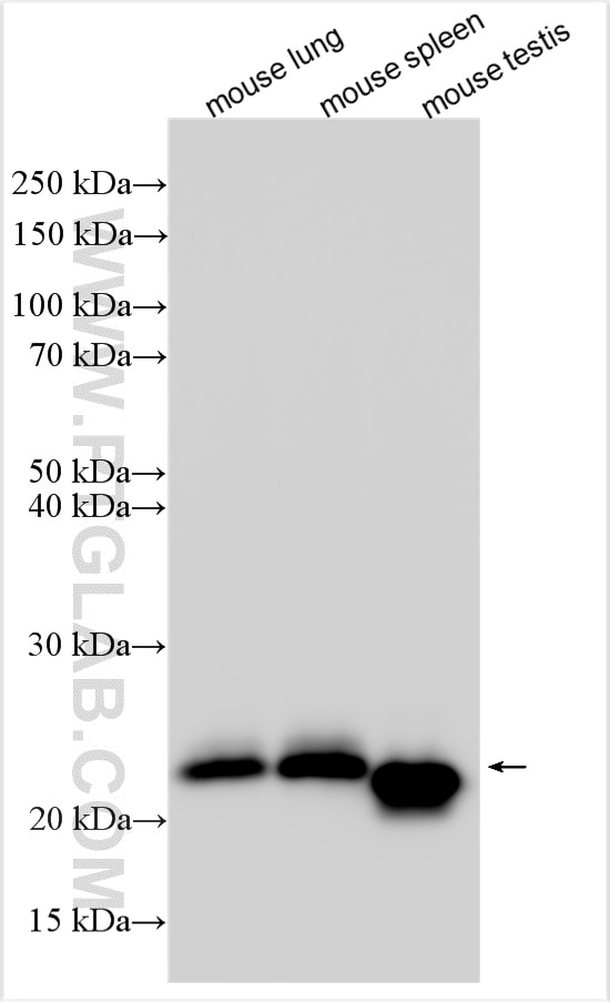 Western Blot (WB) analysis of mouse lung tissue using Lipocalin-2/NGAL Polyclonal antibody (30576-1-AP)