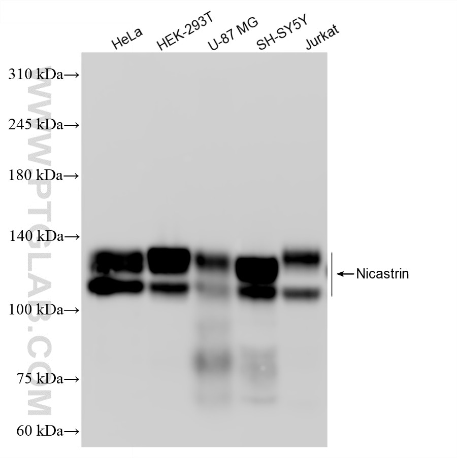 Western Blot (WB) analysis of various lysates using Nicastrin Recombinant monoclonal antibody (87471-1-RR)