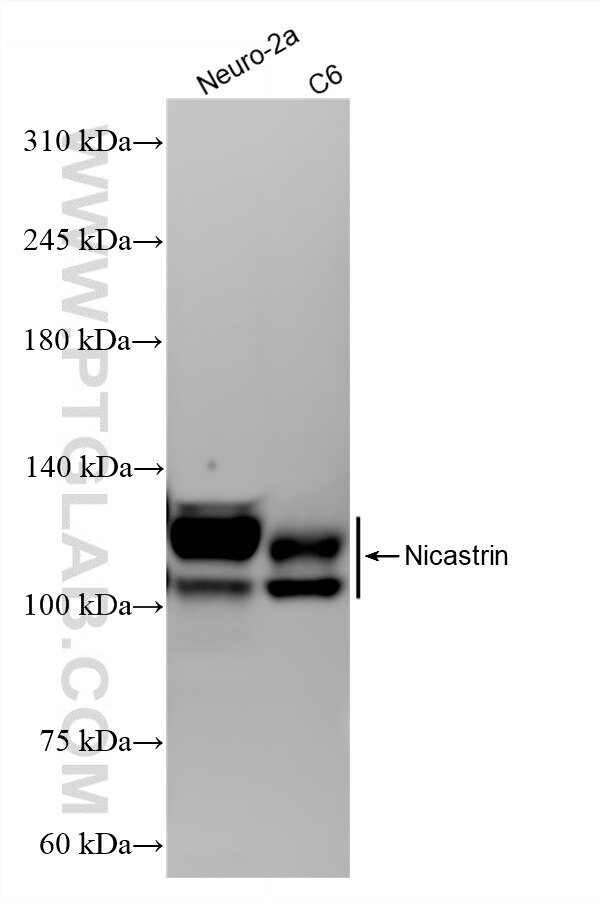 Western Blot (WB) analysis of various lysates using Nicastrin Recombinant monoclonal antibody (87471-1-RR)
