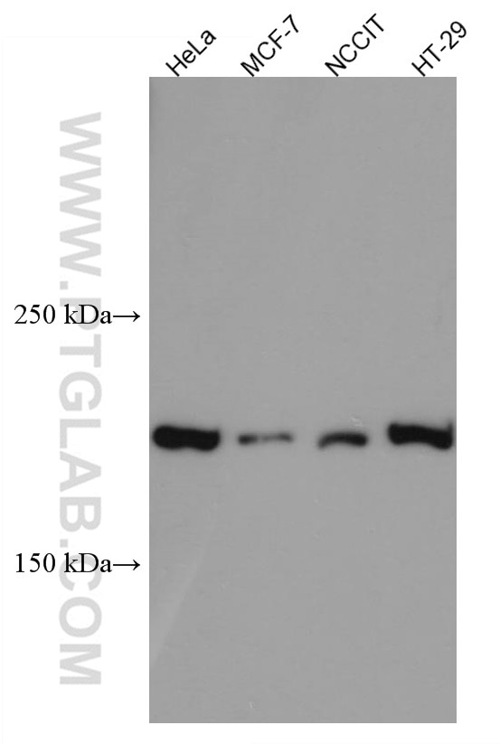Western Blot (WB) analysis of various lysates using Ninein Monoclonal antibody (67132-1-Ig)