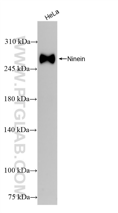 Western Blot (WB) analysis of HeLa cells using Ninein Recombinant antibody (84937-1-RR)