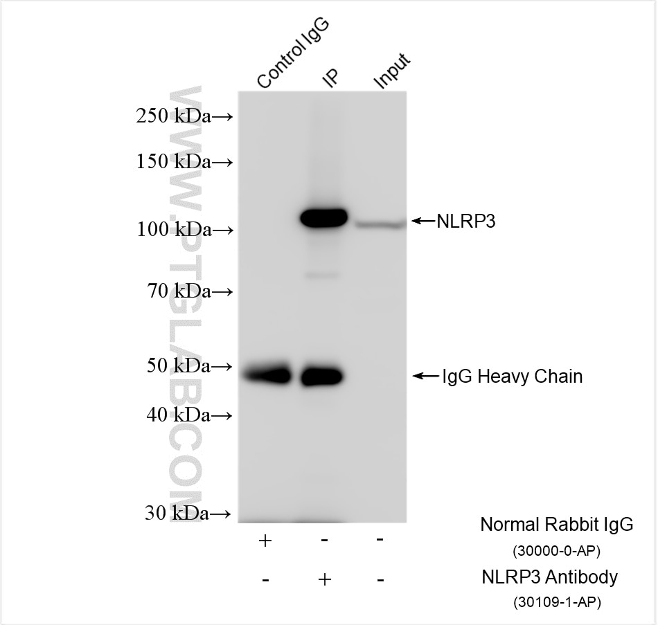 Immunoprecipitation (IP) experiment of RAW 264.7 cells using NLRP3 Polyclonal antibody (30109-1-AP)