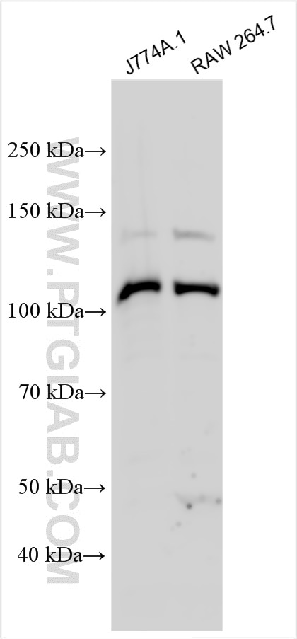 Western Blot (WB) analysis of various lysates using Nlrp3 Polyclonal antibody (30109-1-AP)