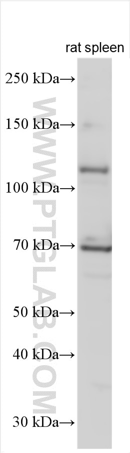 Western Blot (WB) analysis of various lysates using NLRP3 Polyclonal antibody (30109-1-AP)