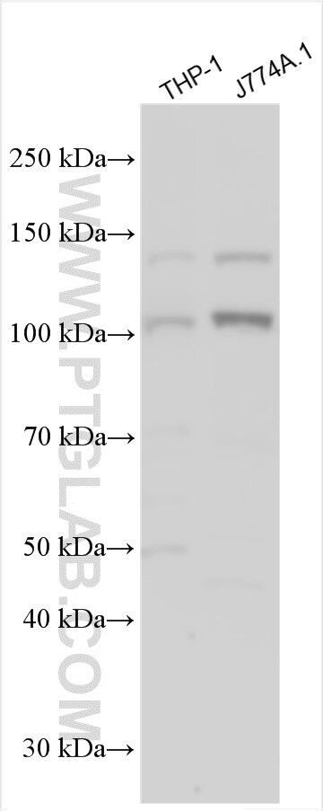 WB analysis using 30109-1-AP