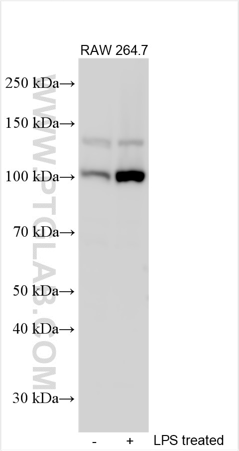 Western Blot (WB) analysis of various lysates using Nlrp3 Polyclonal antibody (30109-1-AP)