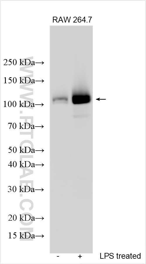 Western Blot (WB) analysis of various lysates using NLRP3 Polyclonal antibody (30109-1-AP)