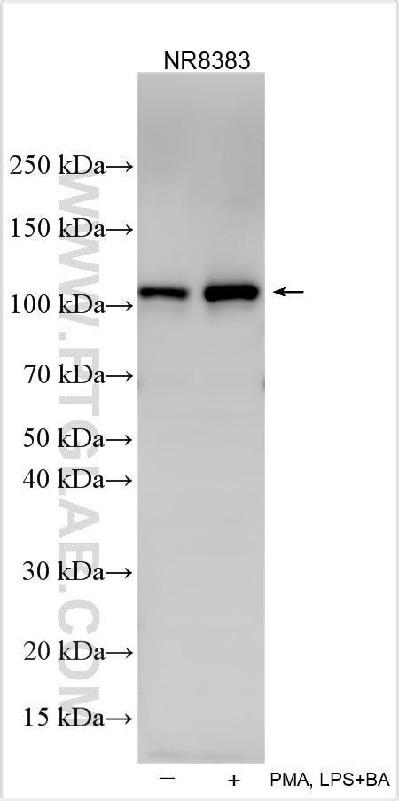 Western Blot (WB) analysis of various lysates using NLRP3 Polyclonal antibody (30109-1-AP)