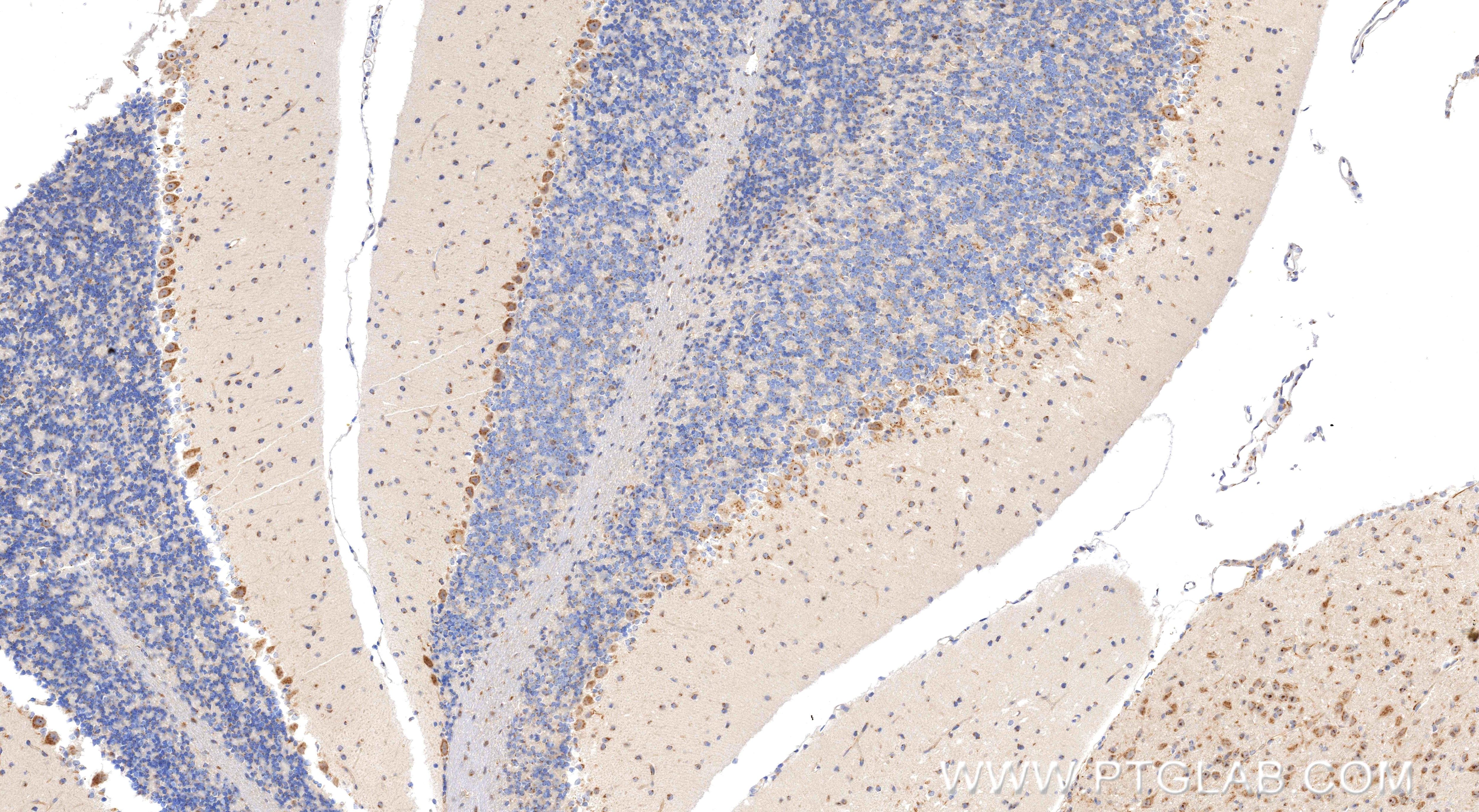 Immunohistochemistry (IHC) staining of mouse cerebellum tissue using Noggin Recombinant monoclonal antibody (84283-5-RR)