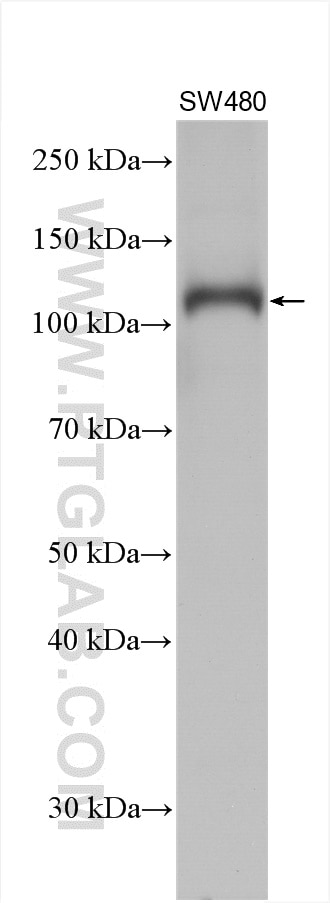 Western Blot (WB) analysis of various lysates using Notch1 Polyclonal antibody (10062-2-AP)