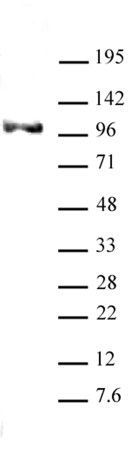 Notch1 antibody (mAb) (Clone ICN 5B5) tested by Western blot. HeLa whole-cell extract (20 ug/lane) probed with Notch1 mAb (Clone ICN 5B5) (2 ug/ml dilution).