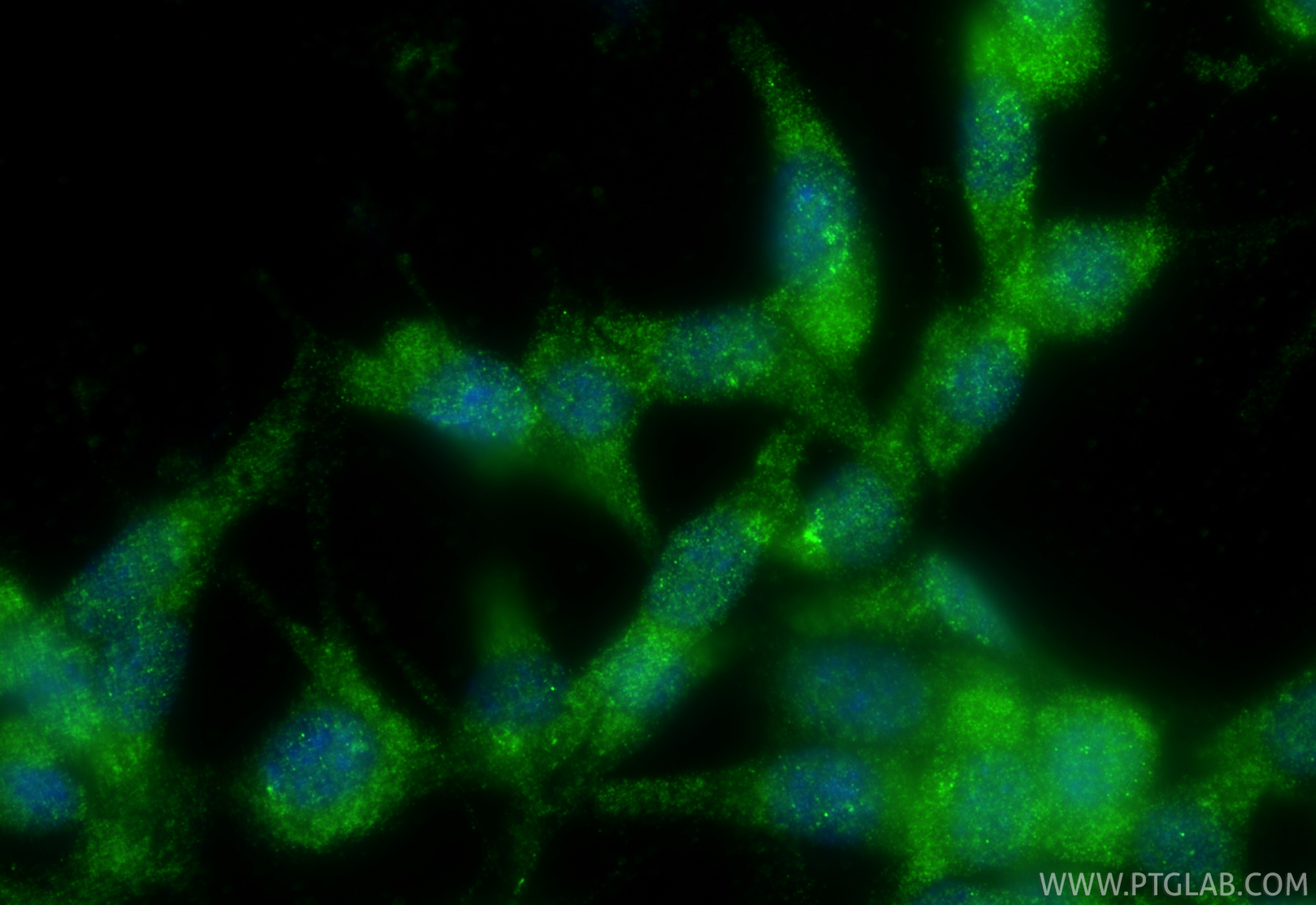 Immunofluorescence (IF) / fluorescent staining of NIH/3T3 cells using Nrf2 Polyclonal antibody (33123-1-AP)