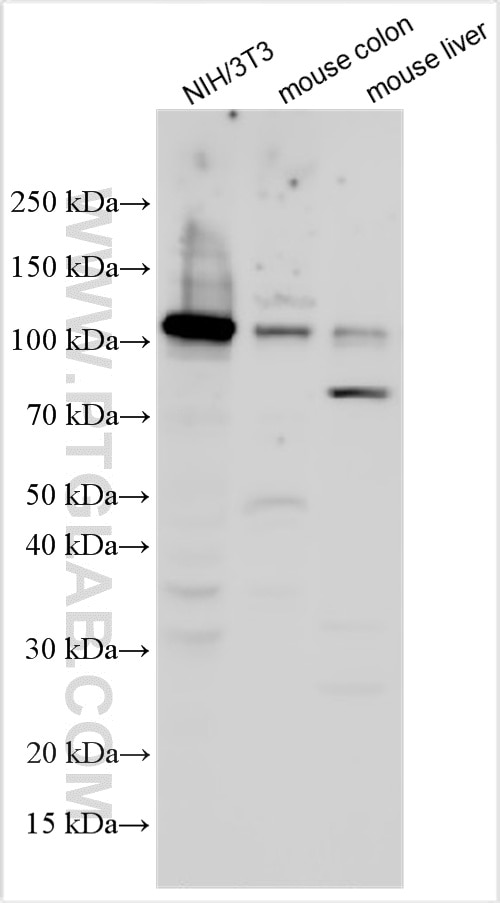 Western Blot (WB) analysis of various lysates using Nrf2 Polyclonal antibody (33123-1-AP)