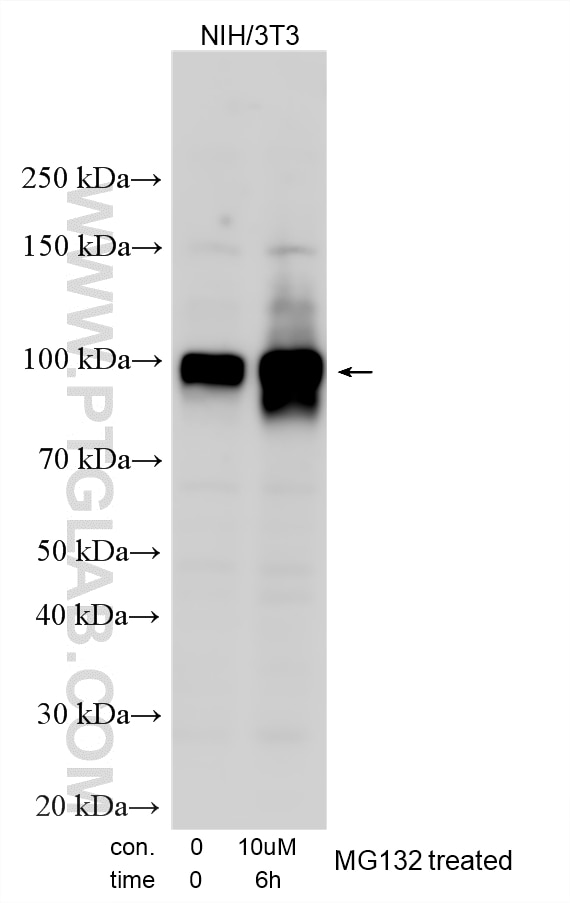 Western Blot (WB) analysis of various lysates using Nrf2 Polyclonal antibody (33123-1-AP)