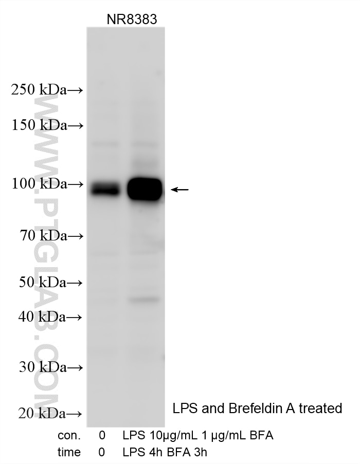 Western Blot (WB) analysis of various lysates using Nrf2 Polyclonal antibody (33123-1-AP)