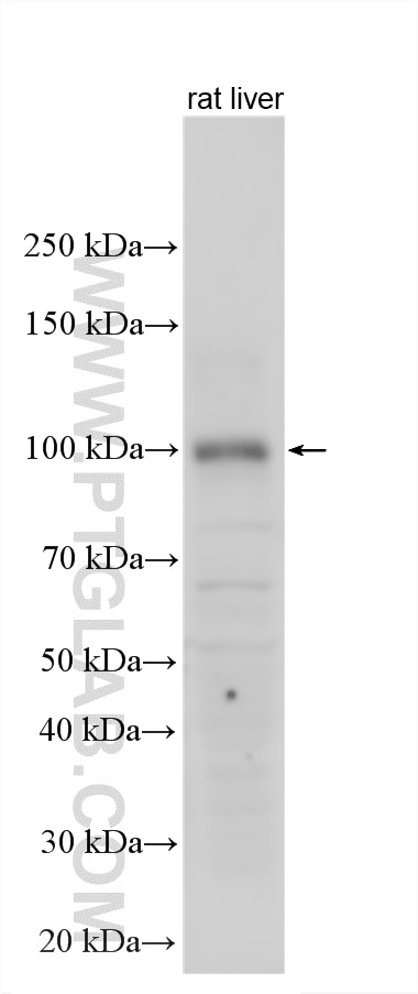 Western Blot (WB) analysis of various lysates using Nrf2 Polyclonal antibody (33123-1-AP)