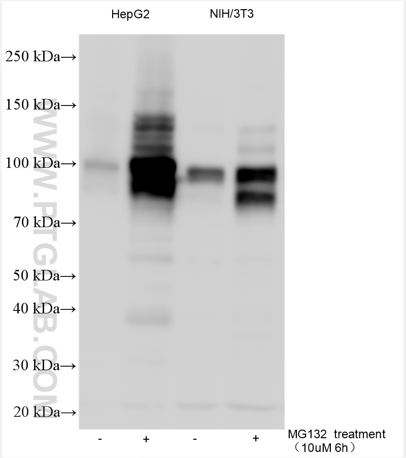Western Blot (WB) analysis of various lysates using NRF2/NFE2L2 (mouse) Polyclonal antibody (33123-1-AP)