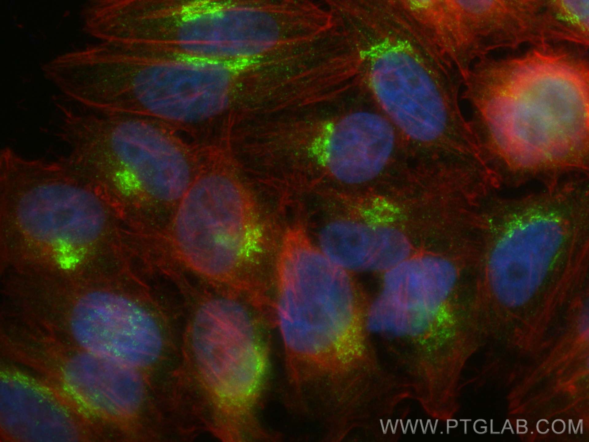 Immunofluorescence (IF) / fluorescent staining of HepG2 cells using NUCB2/nesfatin-1 Polyclonal antibody (26712-1-AP)