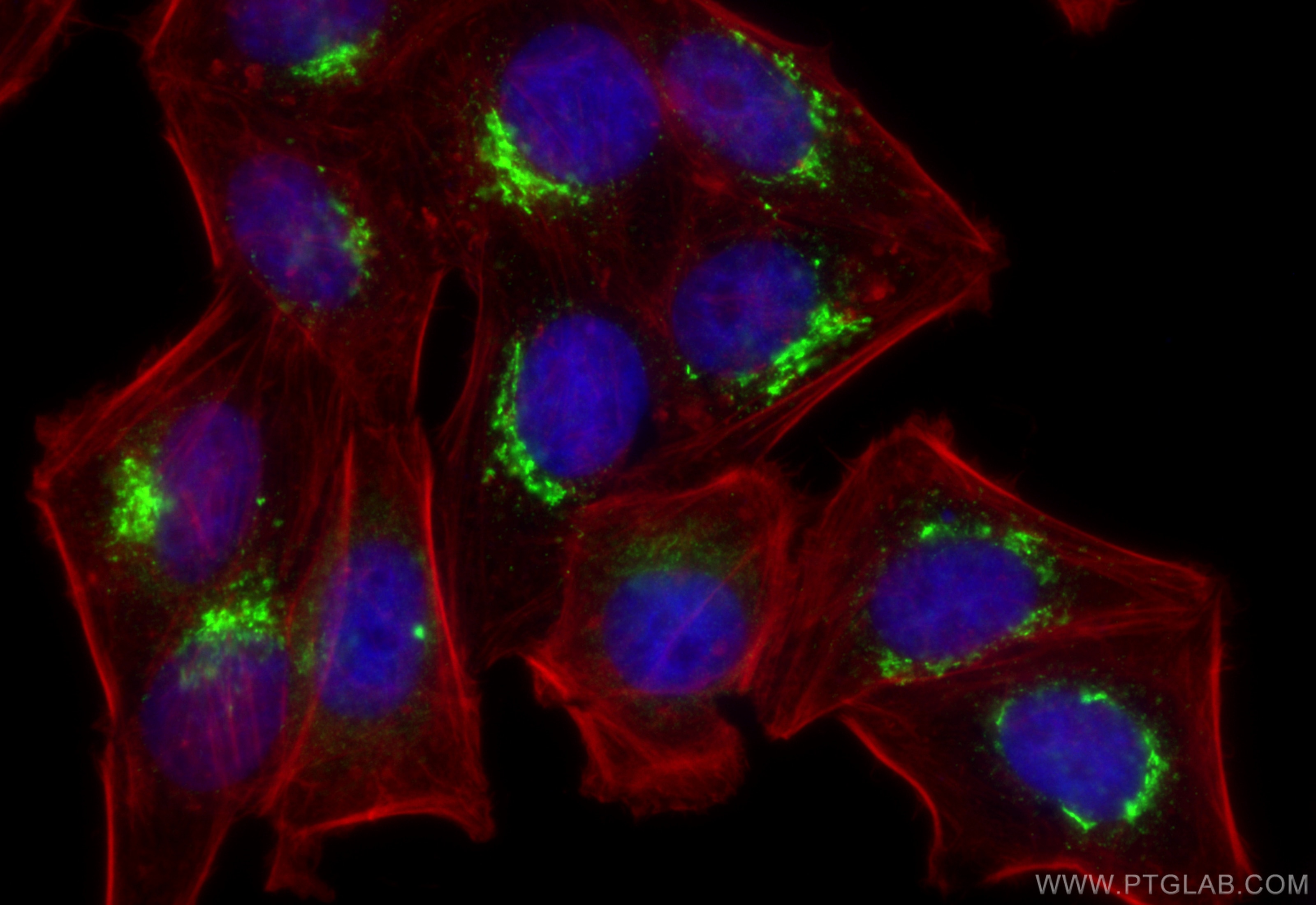 Immunofluorescence (IF) / fluorescent staining of HepG2 cells using NUCB2/nesfatin-1 Polyclonal antibody (26712-1-AP)