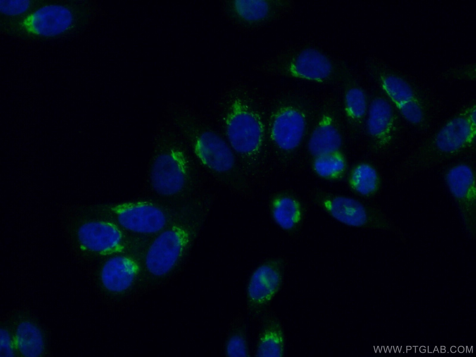 Immunofluorescence (IF) / fluorescent staining of HepG2 cells using NUCB2/nesfatin-1 Polyclonal antibody (26712-1-AP)