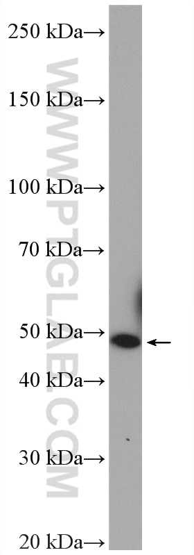 Western Blot (WB) analysis of HepG2 cells using NUCB2/nesfatin-1 Polyclonal antibody (26712-1-AP)