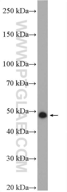 Western Blot (WB) analysis of mouse testis tissue using NUCB2/nesfatin-1 Polyclonal antibody (26712-1-AP)