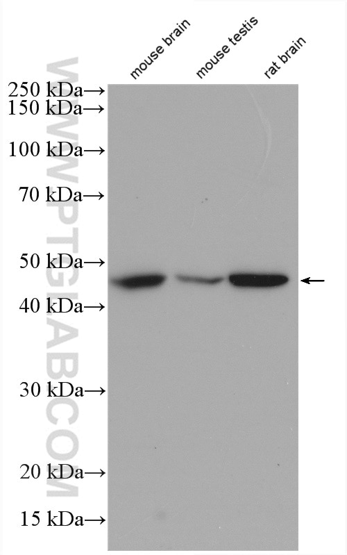 Western Blot (WB) analysis of various lysates using NUCB2/nesfatin-1 Polyclonal antibody (26712-1-AP)