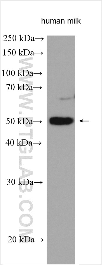 Western Blot (WB) analysis of various lysates using NUCB2/nesfatin-1 Polyclonal antibody (26712-1-AP)