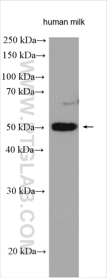 WB analysis using 26712-1-AP