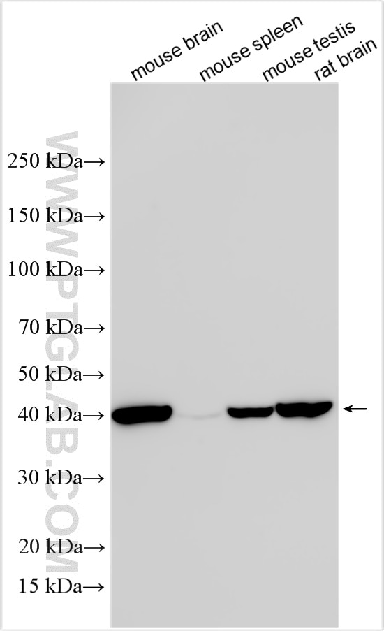 Western Blot (WB) analysis of various lysates using NUCB2/nesfatin-1 Polyclonal antibody (26712-1-AP)