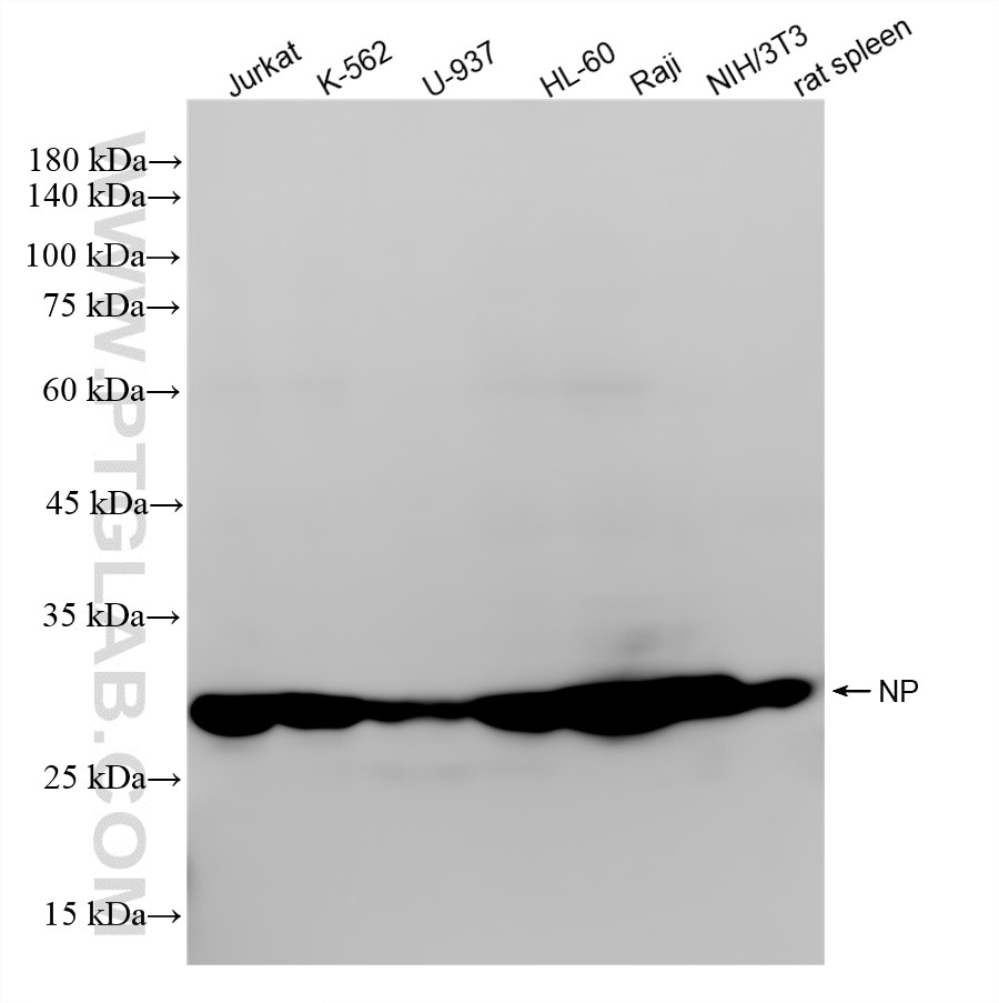 WB analysis using 86651-1-RR Western Blot (WB) analysis of various lysates using Nucleoside phosphorylase Recombinant monoclonal an (86651-1-RR)