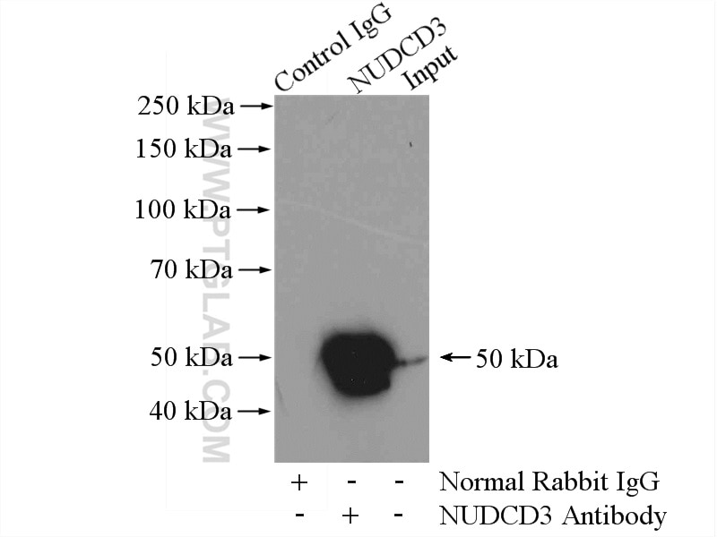 Immunoprecipitation (IP) experiment of mouse brain tissue using NUDCD3 Polyclonal antibody (11764-1-AP)