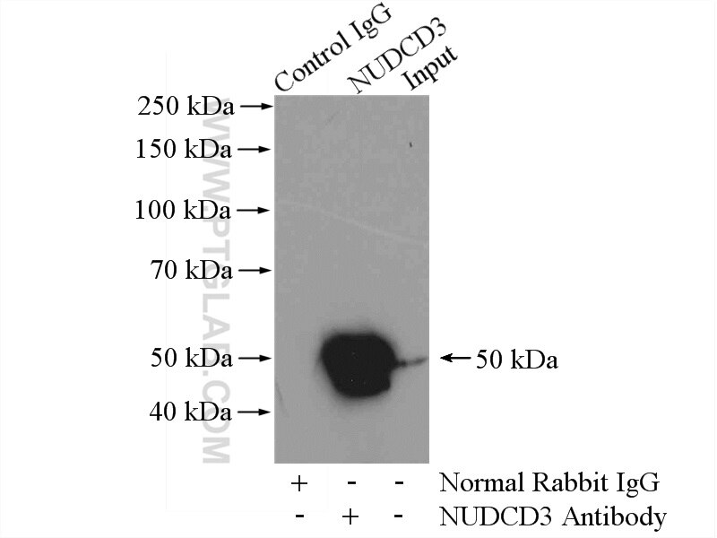 Immunoprecipitation (IP) experiment of mouse brain tissue using NUDCD3 Polyclonal antibody (11764-1-AP)